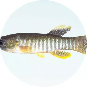 Gulf killifish