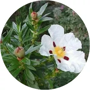 Gum rockrose - Plants