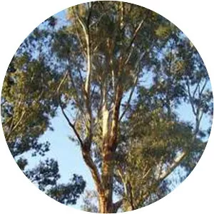 Gum trees