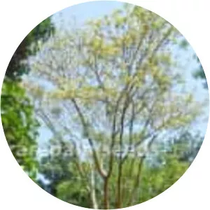 Gumbo limbo - Plants