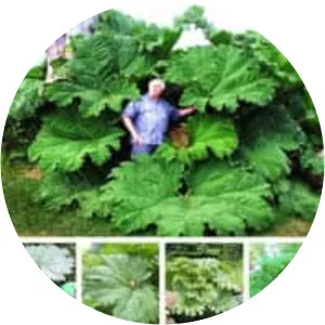 Gunnera manicata - Plants