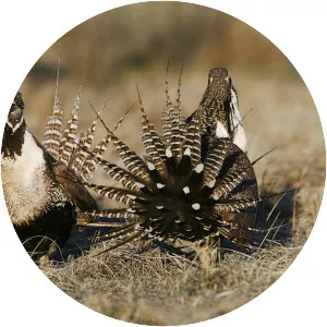 Gunnison grouse - Birds