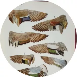 Günther Niethammer - German ornithologist