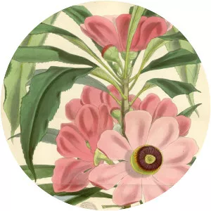 Gustavia gracillima - Plants