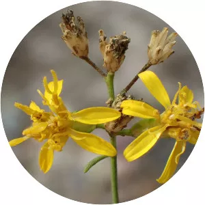 Gutierrezia californica