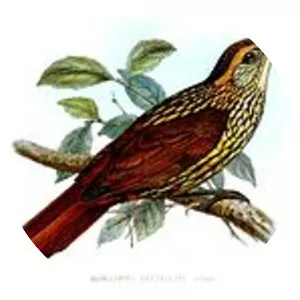 Guttulate foliage-gleaner - Bird