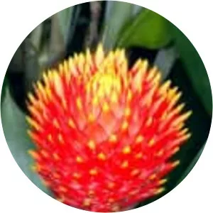 Guzmania conifera