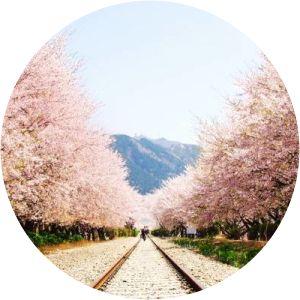 Gyeonghwa Station Cherry Blossom Road