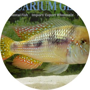 Gymnogeophagus - Animal