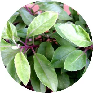 Gynura divaricata - Plants