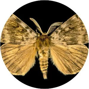 Gypsy Moth - Insect