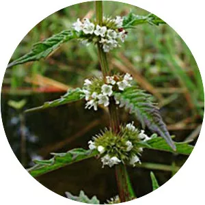 Gypsywort