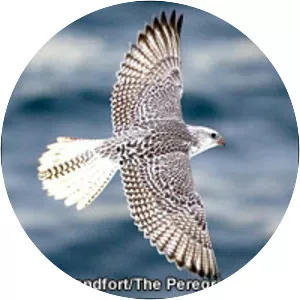 Gyrfalcon