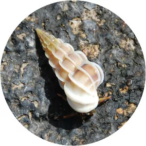 Gyroscala lamellosa - Animal