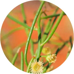 Gyrostemonaceae - Plants