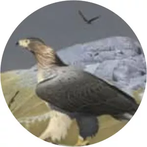 Haast's eagle