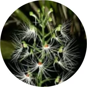 Habenaria medusa