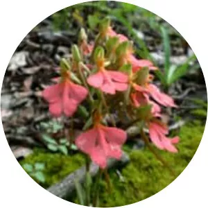 Habenaria rhodocheila