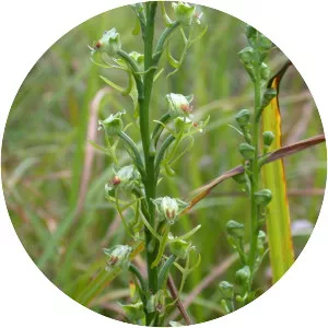 Habenaria sagittifera - 