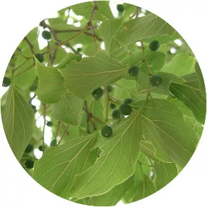 Hackberries - Plants