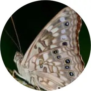 Hackberry emperor