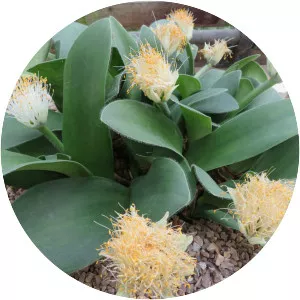 Haemanthus albiflos - Plants