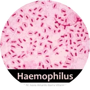 Haemophilus