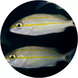 Haemulon aurolineatum - 