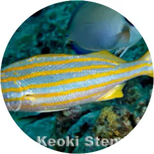 Haemulon chrysargyreum - 