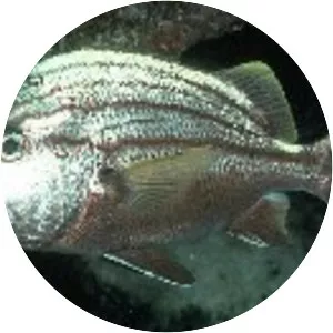 Haemulon macrostomum - 