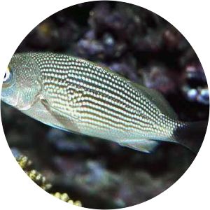 Haemulon maculicauda - 