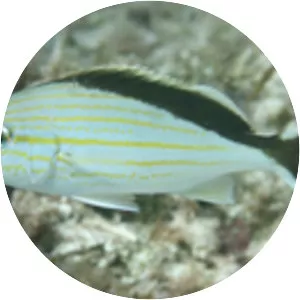 Haemulon melanurum - 