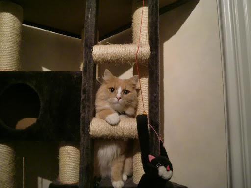 Hagen Gaard dyrepensjonat - Cattery in Gan, Norway