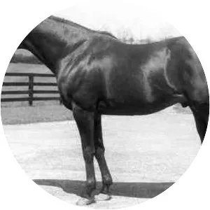 Hail To Reason - Horse