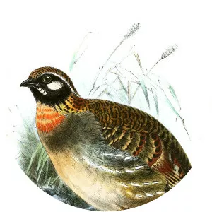 Hainan partridge