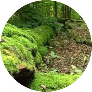 Hainich National Park - 