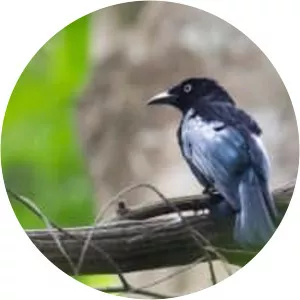 Hair-crested drongo
