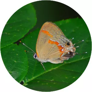 Hairstreaks