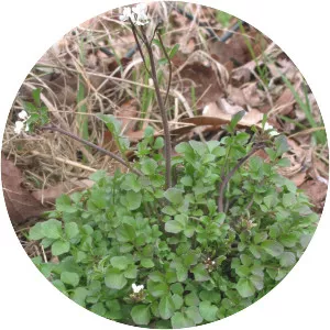 Hairy bittercress