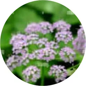 Hairy Chervil - Plants