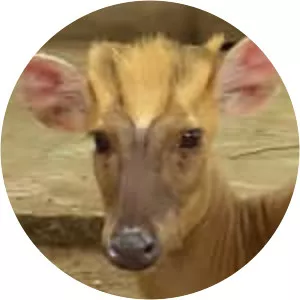 Hairy-fronted muntjac - Animal