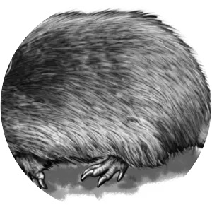 Hairy long-nosed armadillo - Animal