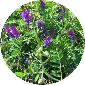 Hairy vetch - Plants