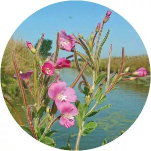 Hairy willowherb (Hasan Hüseyin Çiçeği)