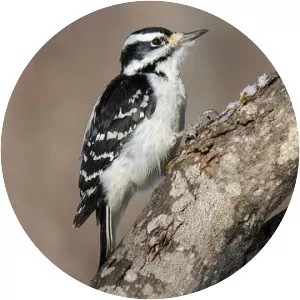 Hairy woodpecker