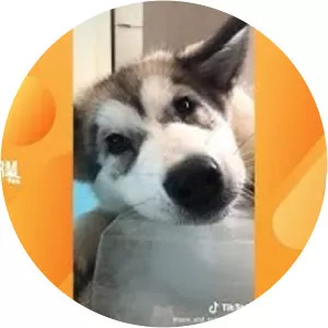 Hakallegarden / Hakallegarden Pet Farm - 