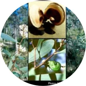 Hakea cyclocarpa - Plants