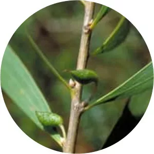 Hakea dactyloides - Plants