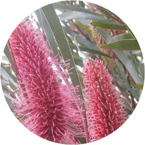 Hakea francisiana