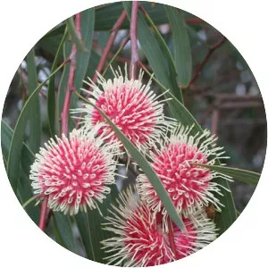 Hakea laurina - 